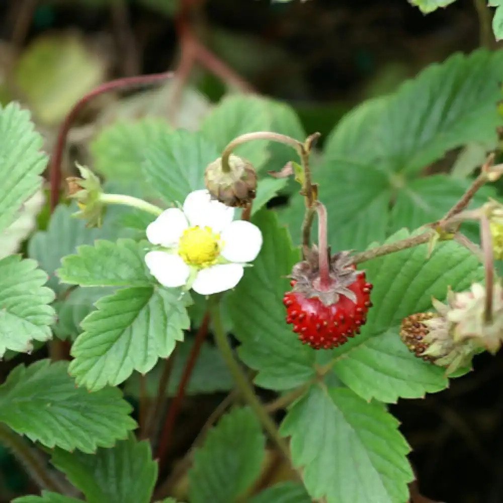 Fraisier des bois